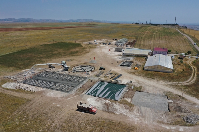 Kangal köpeğinin genetik yapısı çipli takiple korunacak